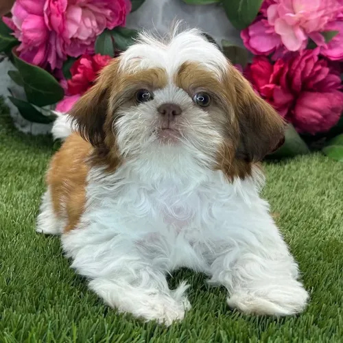 Lhasa Apso | A pronta entrega 