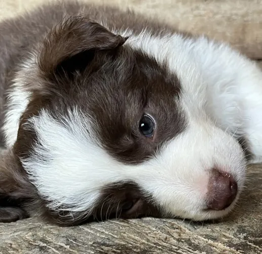 Filhote border collie, Seu novo cãopanheiro está pronto para te encher de alegria!