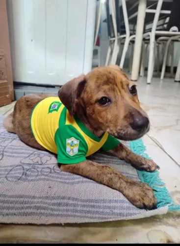 Adoção responsável 