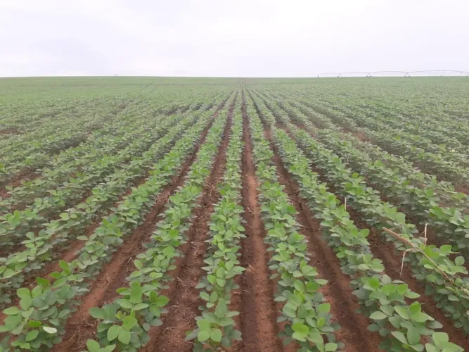Fazenda 1065 Alqueires, 700 Alqueires de Capim, 100 Alqueires de Soja, Milho, Rica em Água
