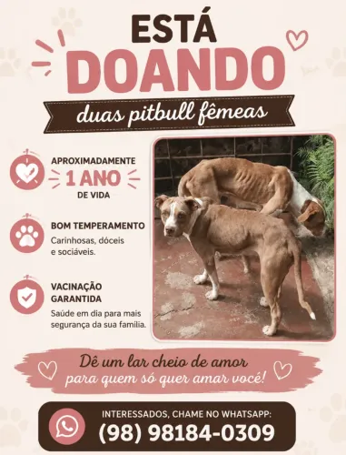 Doação de duas pitbull fêmeas