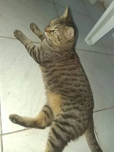 Gata
