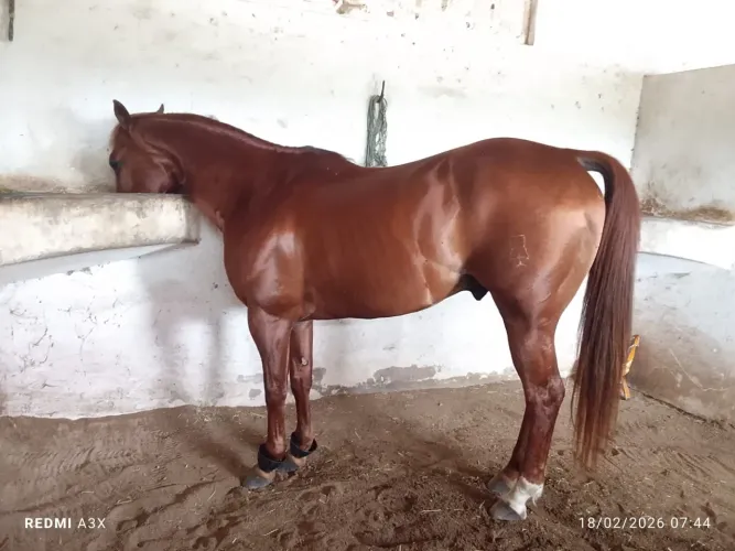 Garanhão pronto de Direita