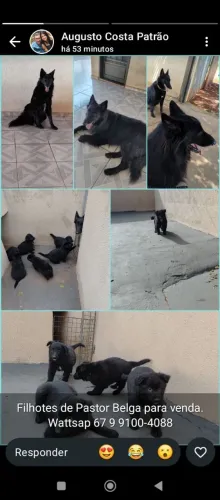 Vendo cachorro 