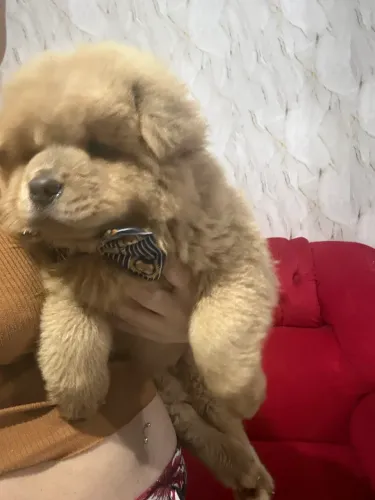 Chow Chow porte americano
