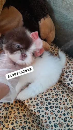 Lindos filhote Shih-tzu mini