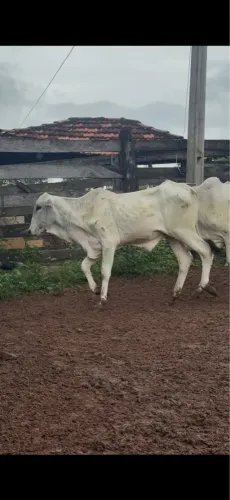 18 BEZZEROS NELORE EM EDÉIA