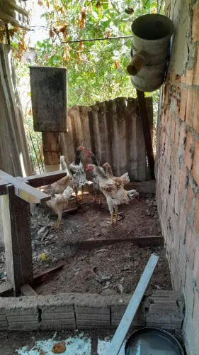 Frangos e frangas