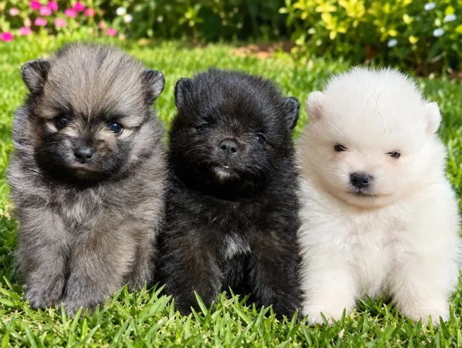 filhotes de spitz Alemão
