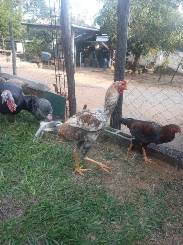 Índio gigante novo 