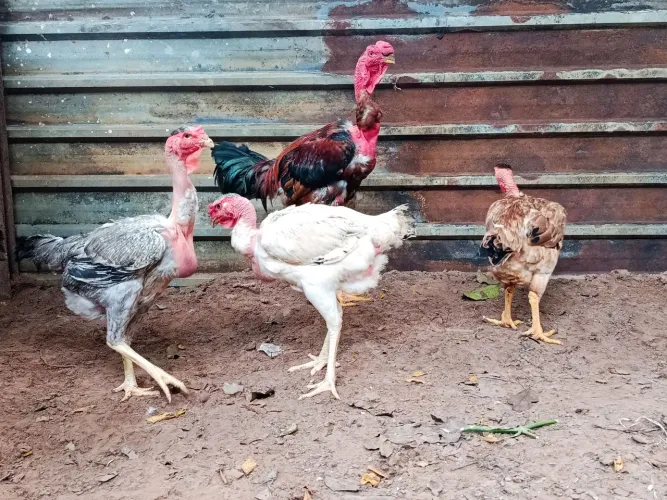 Ovos