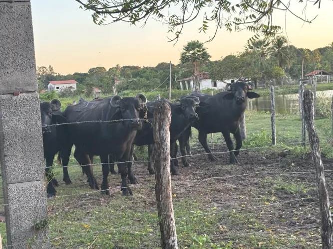 Venda de Búfalos - Porcos- Ovelhas - Cabras