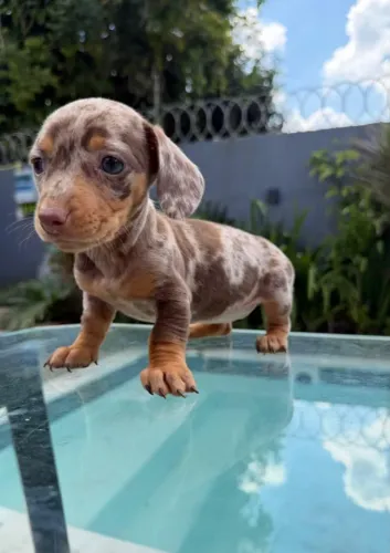Dachshund