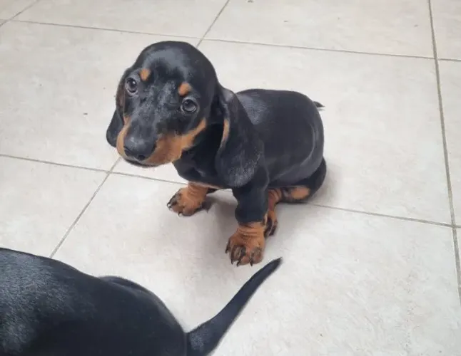A Companhia que Faltava Pode Ter Quatro Patas