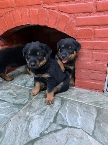 Rottweiler Uma fofura dessas não aparece todo dia