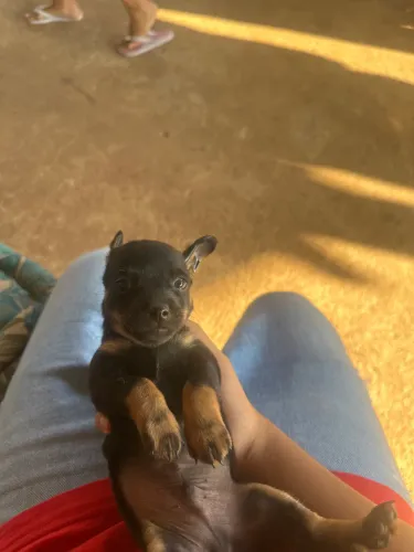 Cachorro pinscher
