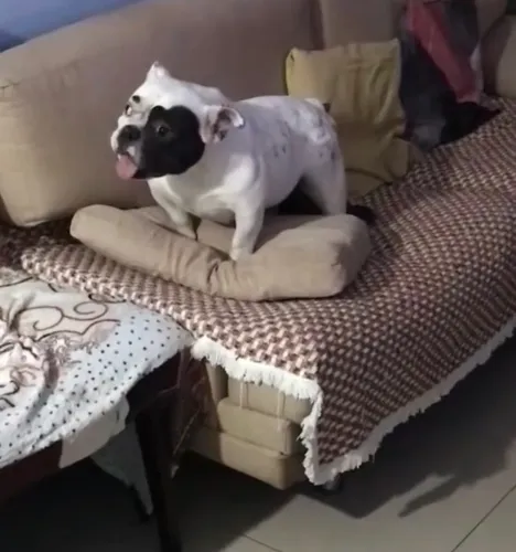 Vendo cachorra da raça American Bully valor R$1.600,00