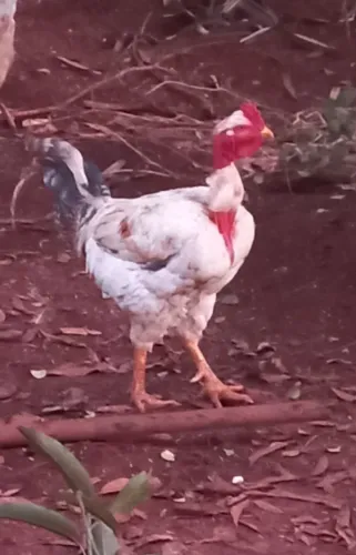 Vendo galo novo