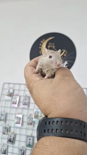 Gerbil