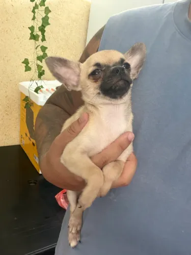 Chihuahua macho