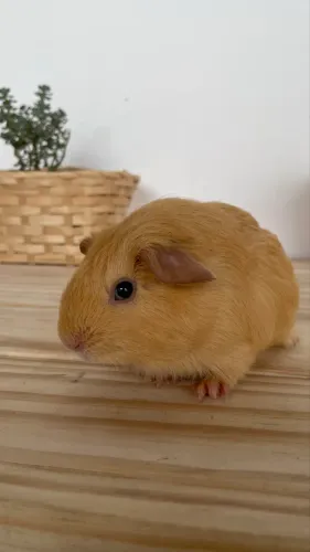 Porquinho da índia filhote dourado