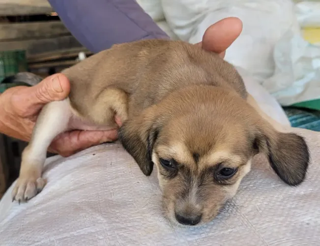 Doação responsável de cachorrinhos