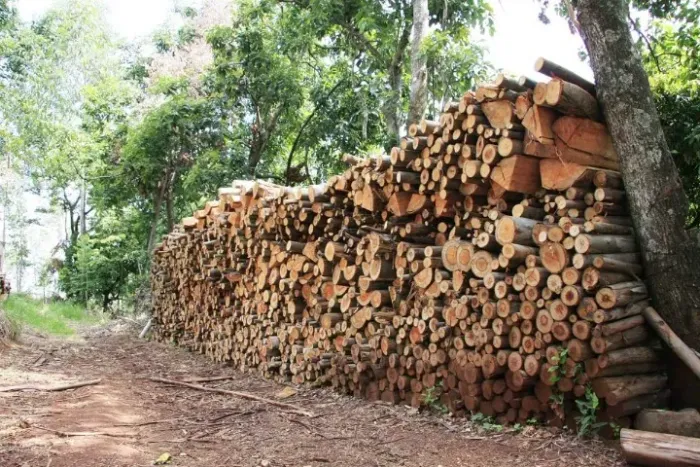 Venda de Lenha de Eucalipto.