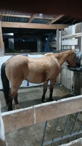 Cavalo castrado