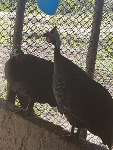 Tenho um casal de Guiné pra vender