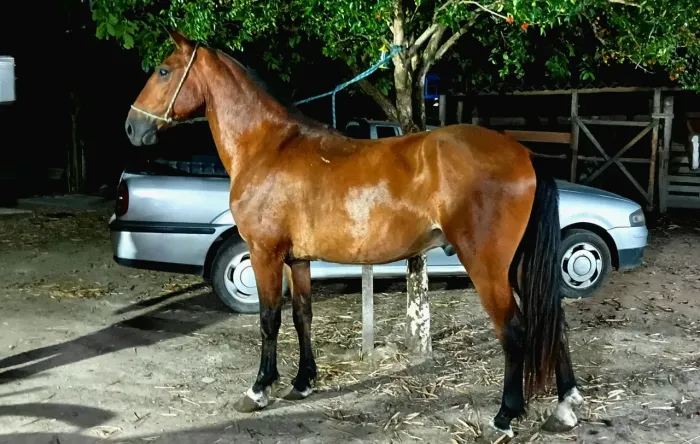 Cavalo de charrete