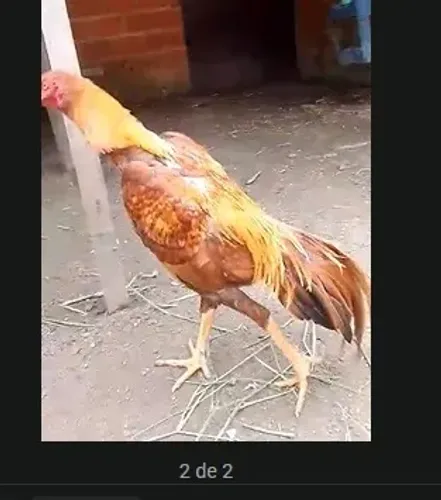 GALO