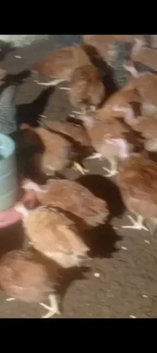 Vendo Pinto caipira tudo fêmea