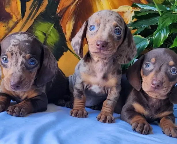 Basset/Teckel-Dachshund - Machos e Fêmeas a Pronta Entrega!!
