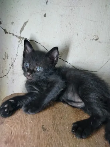 Gato para doação 