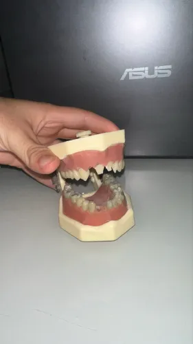 Manequim odontológico Orais 
