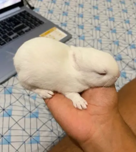 Coelho