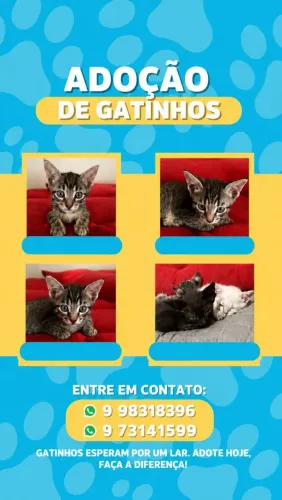 Gatinhos Filhotes 