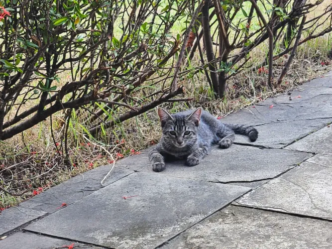 Gatinhas para adoção 