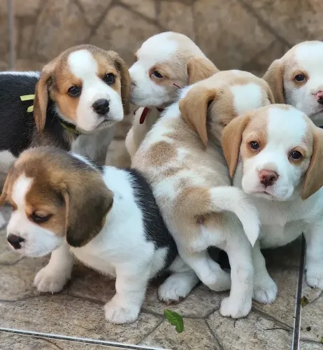 Beagle esses carinhas vão te encher de amor