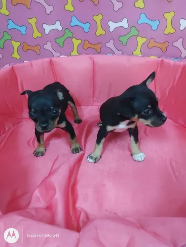 Filhote pinscher miniatura fêmea e macho