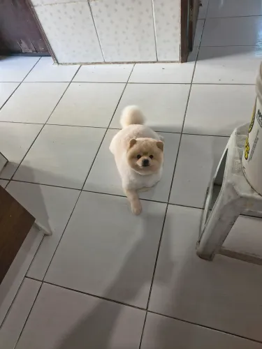 Lulu da palmeranea