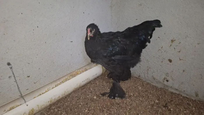 Frango brahma black