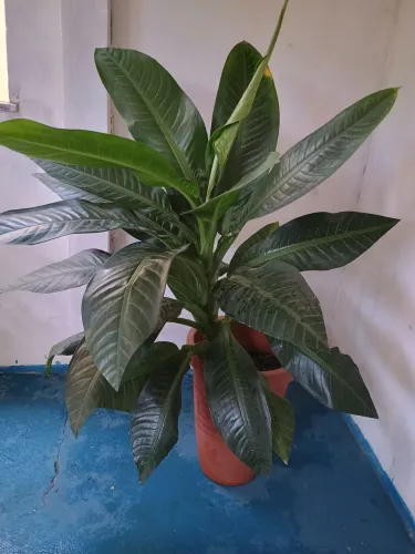 Plantas lindas