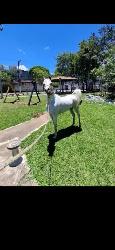 cavalo árabe