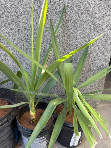 Mudas de Yucca aloifolia ou Iúca-espanhola
