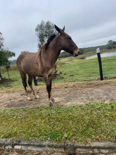 Burro manso