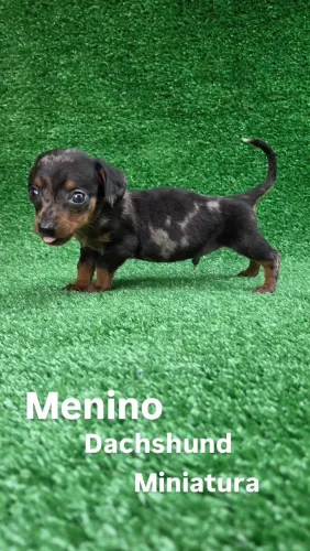 Salsichinha arlequim miniatura