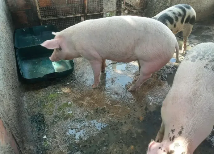 Vendo porco saudável