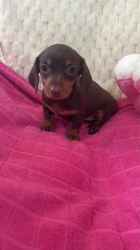 Dachshund (salsicha)