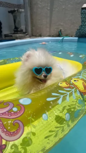 Filhotes de Lulu da pomerania